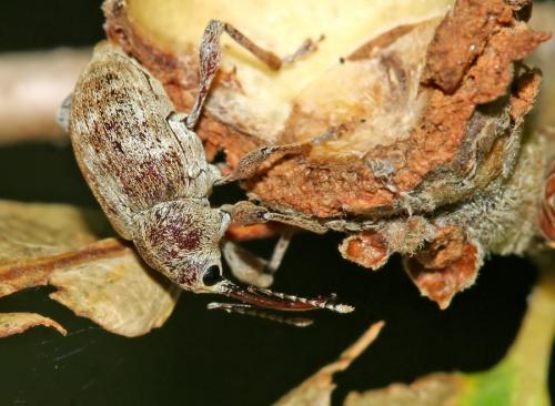Curculio elephas