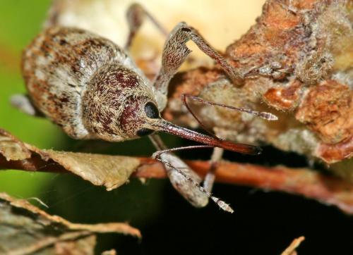 Curculio elephas