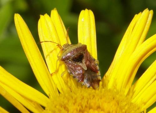 Elasmucha grisea grisea