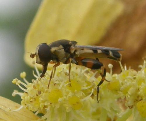 Réf. 53 284 : Syritta pipiens