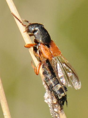 Réf. 53 579 : Platydracus stercorarius