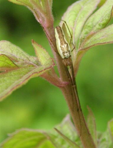 Tetragnatha sp.