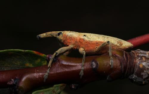 Lixus sp.