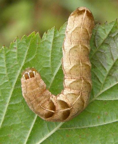 Melanchra persicariae