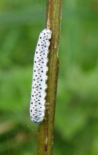 Réf. 53 504 : Tenthredo scrophulariae
