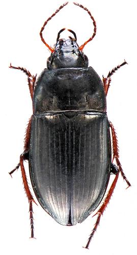 Réf. 53 554 : Amara convexior