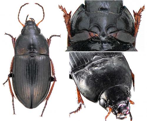 Réf. 53 562 : Amara convexior