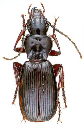 Réf. 53 839 : Pterostichus honnoratii
