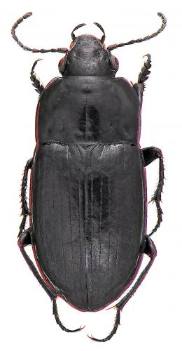 Amara erratica