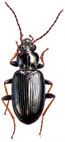 Bembidion incognitum