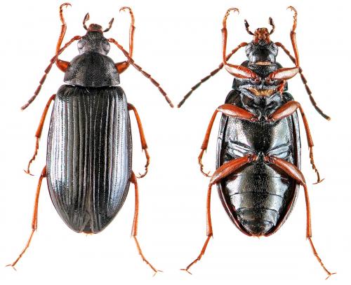 Réf. 53 425 : Gonodera luperus