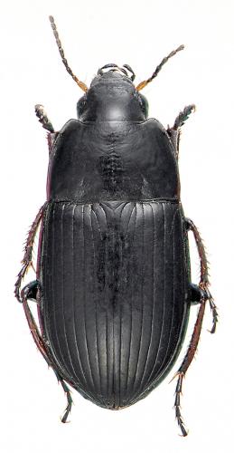 Réf. 53 670 : Amara curta