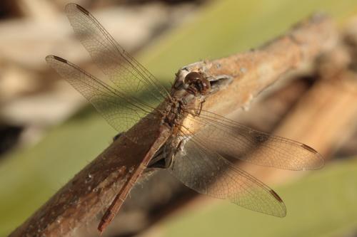 Sympetrum meridionale