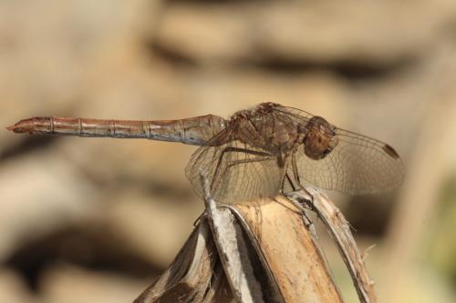 Sympetrum meridionale