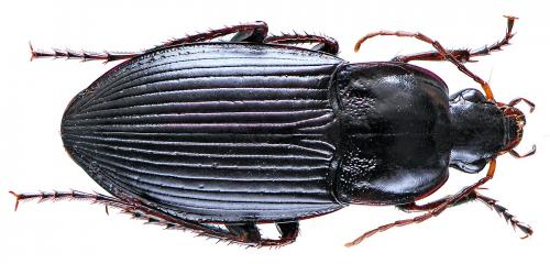 Calathus fuscipes