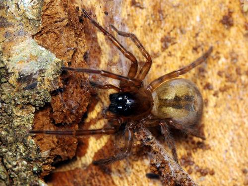 Réf. 53 426 : Amaurobius fenestralis