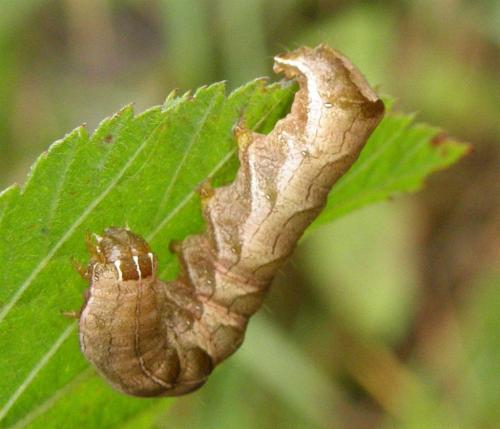 Melanchra persicariae