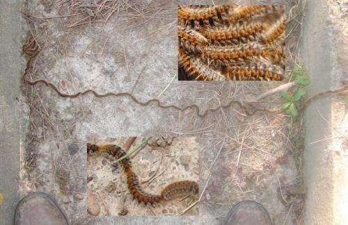 Thaumetopoea pityocampa