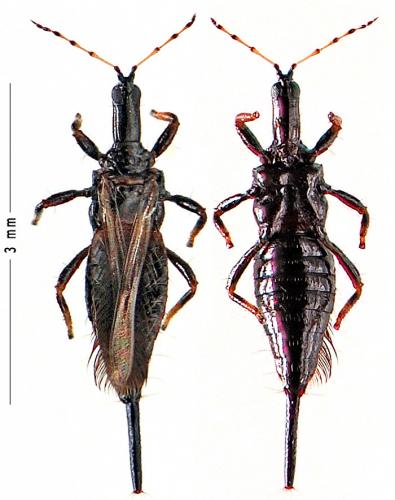 Bactrothrips buffai