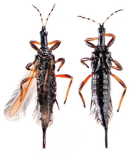 Réf. 53 409 : Bactrothrips buffai