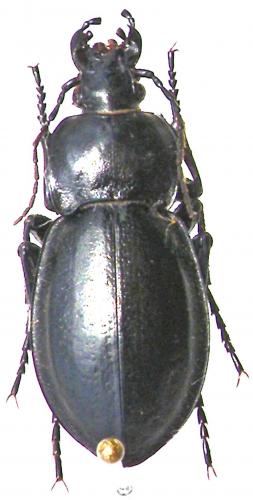 Carabus carbonicolor