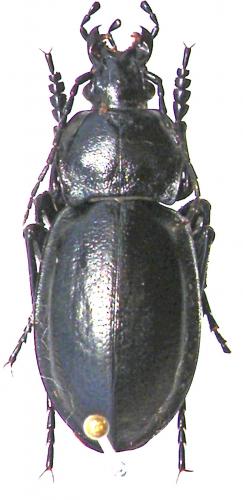 Réf. 53 542 : Carabus carbonicolor