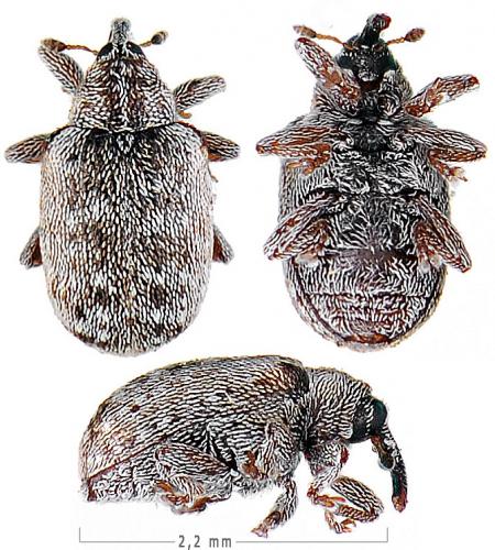 Cionellus gibbifrons