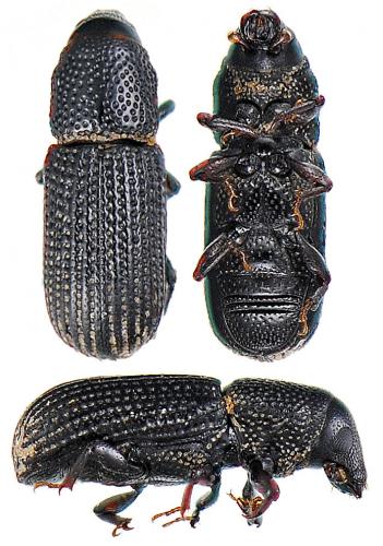 Brachytemnus porcatus