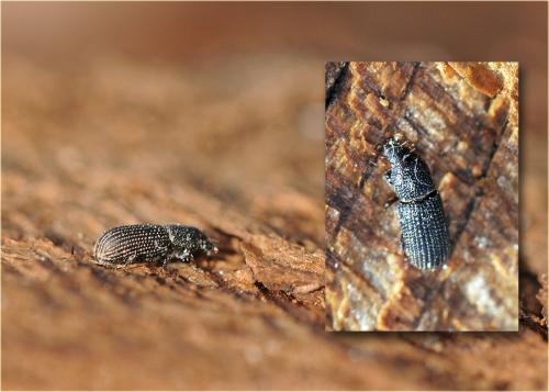 Brachytemnus porcatus