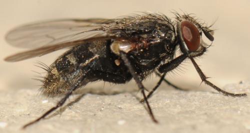 Muscina levida