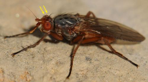 Scoliocentra villosa