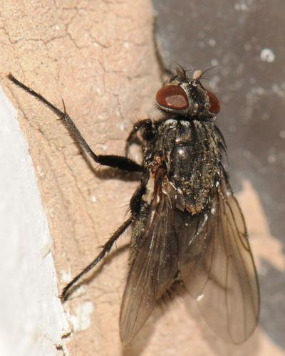 Réf. 53 301 : Muscina levida