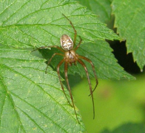Metellina sp.