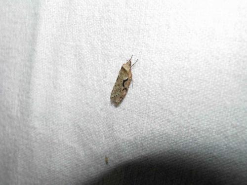 Réf. 53 847 : Semioscopis steinkellneriana