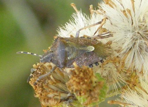 Réf. 53 267 : Dolycoris baccarum