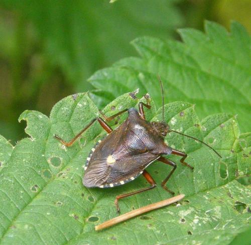 Réf. 53 281 : Pentatoma rufipes