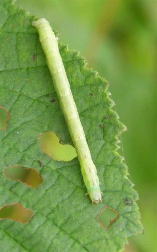Réf. 53 505 : Cabera pusaria