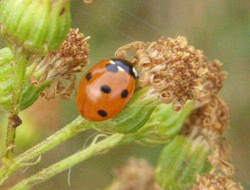 Réf. 53 266 : Coccinella septempunctata