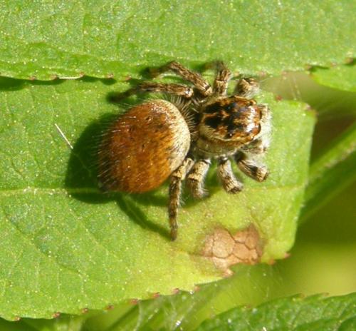 Carrhotus xanthogramma