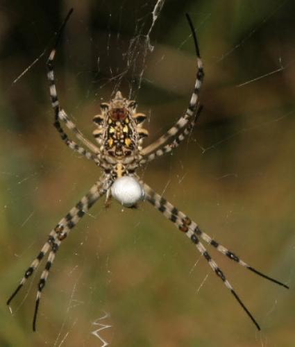 Argiope australis