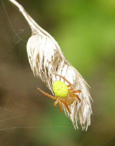 Araniella sp.