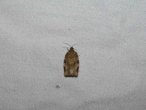 Choristoneura hebenstreitella