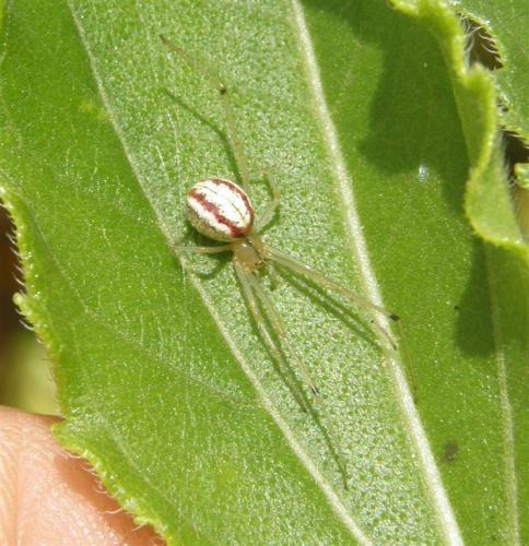 Réf. 53 306 : Enoplognatha sp.