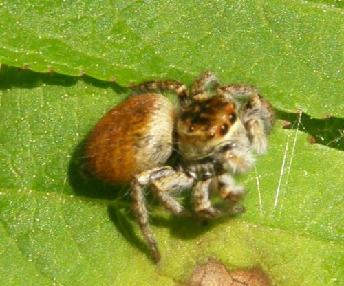 Carrhotus xanthogramma