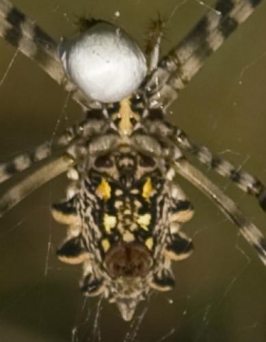 Argiope australis