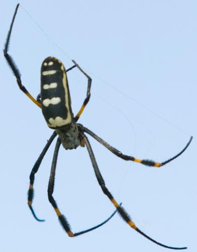 Réf. 53 555 : Trichonephila senegalensis