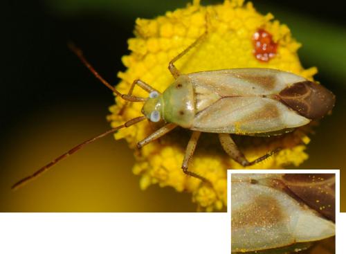 Réf. 53 910 : Adelphocoris lineolatus