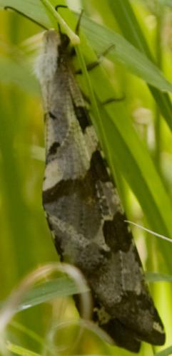 Réf. 53 559 : Lachlathetes moestus
