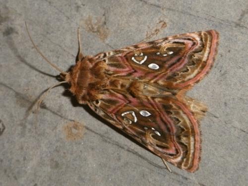 Réf. 53 712 : Panchrysia v-argenteum