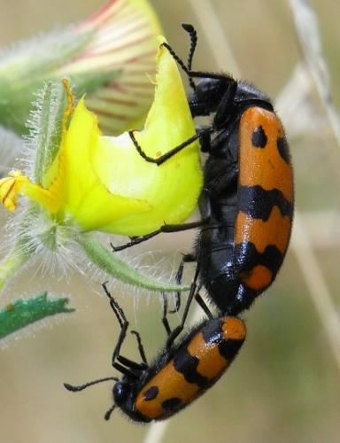 Mylabris connata